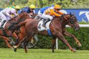 La photo de Must Bay Arrivée Quinté+ Pmu Prix de Beaumesnil à Saint Cloud