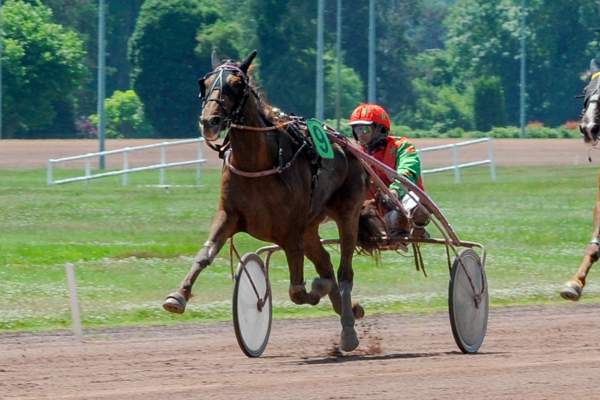 Photo de KEZURA LORRAINE cheval de TROT ATTELE