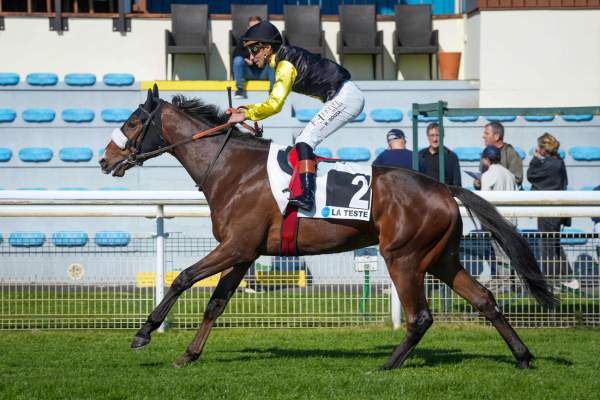 Photo de KODI GO cheval de PLAT