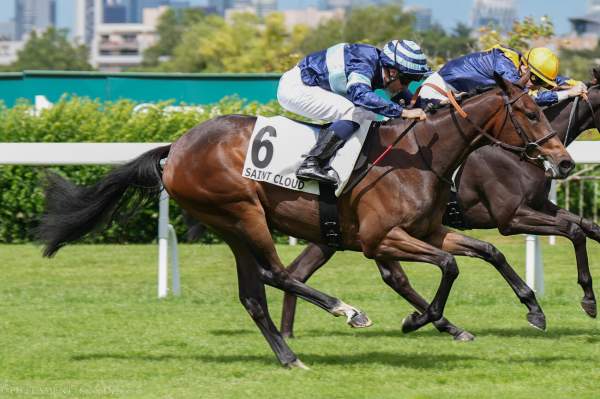 Photo de QUEEN OF THE DAY cheval de PLAT