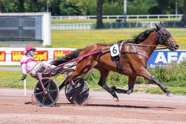 Photo de MINOTOR D'ALOUETTE cheval de TROT ATTELE