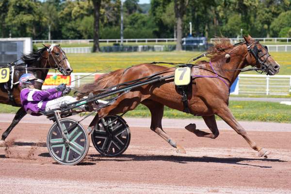 Photo de INDUS VAL cheval de TROT ATTELE