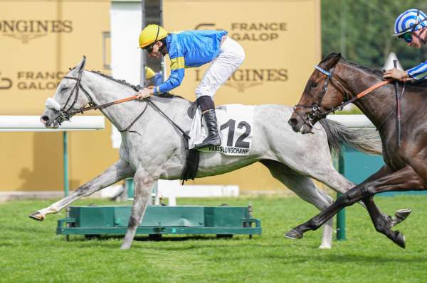 Photo de GREY REIGN cheval de PLAT