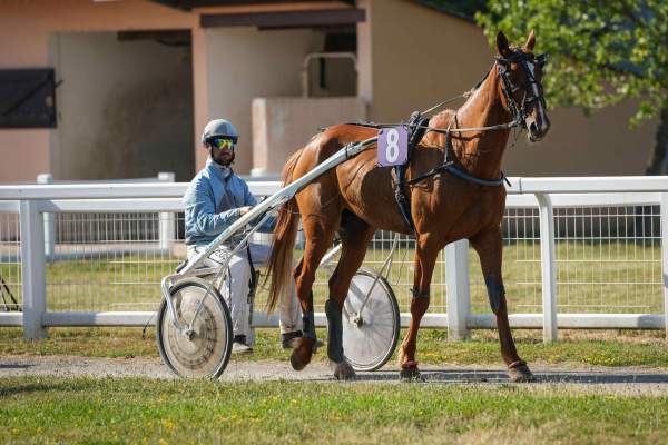 Photo de KIFILL CHOISI cheval de TROT ATTELE