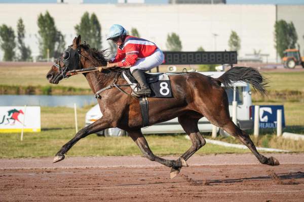 Photo de IWAN D'AVEL cheval de TROT MONTE