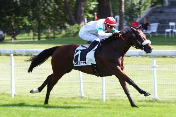 Photo de TIMUR cheval de PLAT