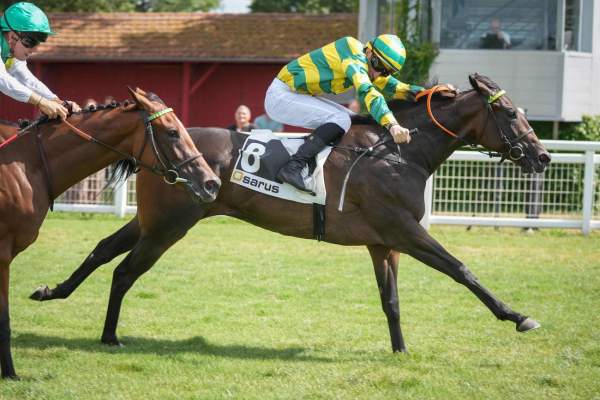 Photo de BELISA BAY cheval de PLAT