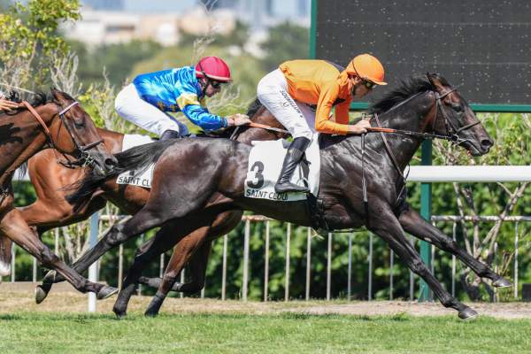 Photo de CIAO PA cheval de PLAT