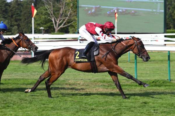 Photo de HELLO CAREL cheval de PLAT