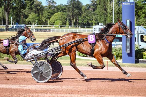 Photo de NEBRASKA DE GINIER cheval de TROT ATTELE