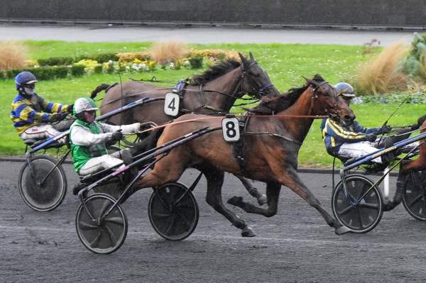 Photo de LITTLE ROAD cheval de TROT ATTELE