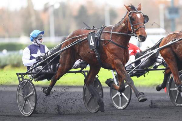 Photo de MERMOZ cheval de TROT ATTELE