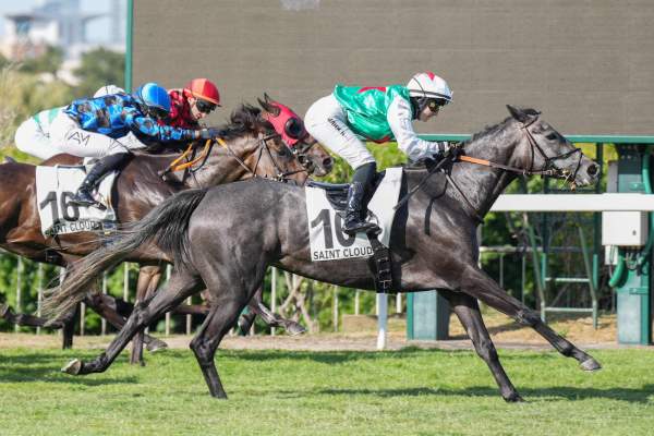 Photo de JIJI MY LOVE cheval de PLAT
