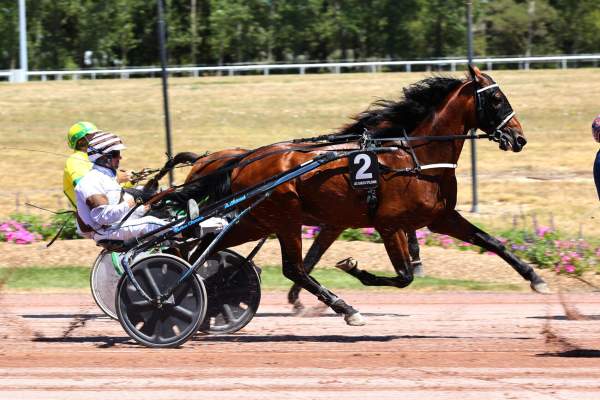 Photo de NIGHT BIRD cheval de TROT ATTELE