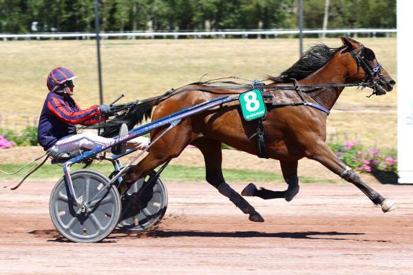 Photo de MENJOY QUICK cheval de TROT ATTELE