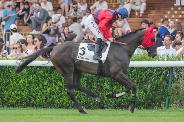 Photo de ALMIRO cheval de PLAT