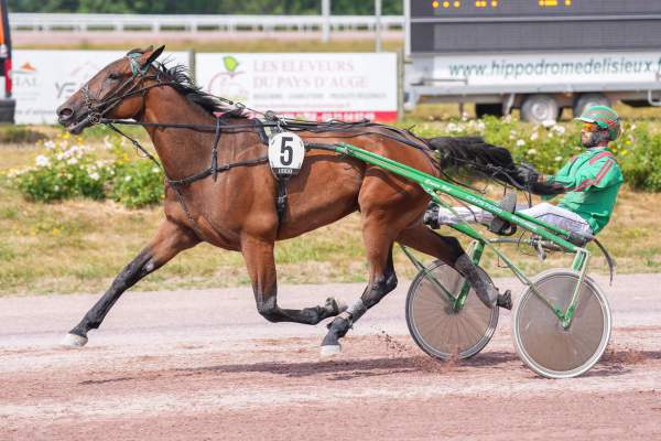Photo de LOTUS DU RIB cheval de TROT MONTE