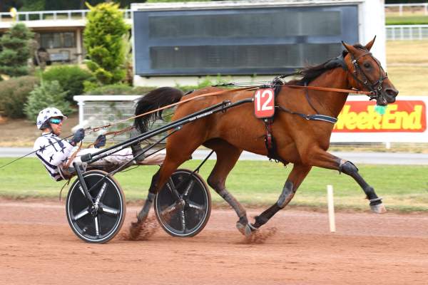 Photo de NAYA D'ERONVILLE cheval de TROT ATTELE