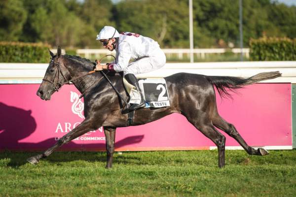 Photo de ALMOSHAHAR cheval de PLAT