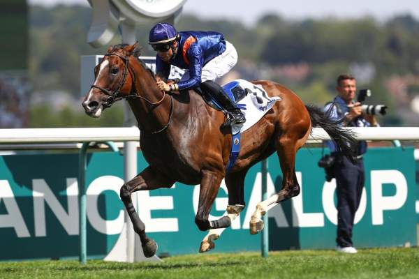 Photo de HALF HALF cheval de PLAT