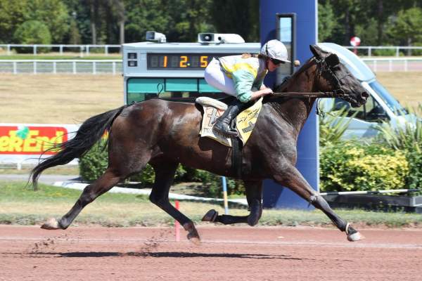 Photo de INDIGO DU PERCHE cheval de TROT MONTE