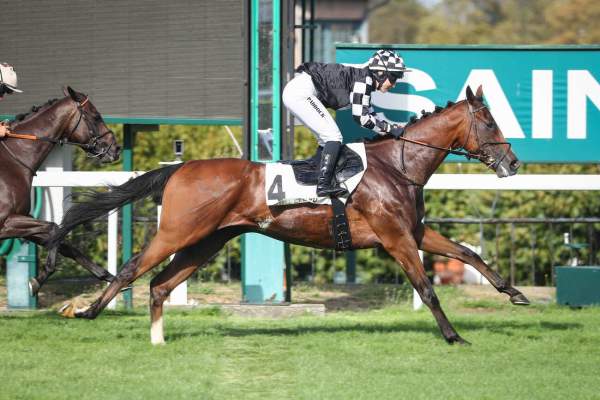 Photo de LOOK OF CECCA cheval de PLAT