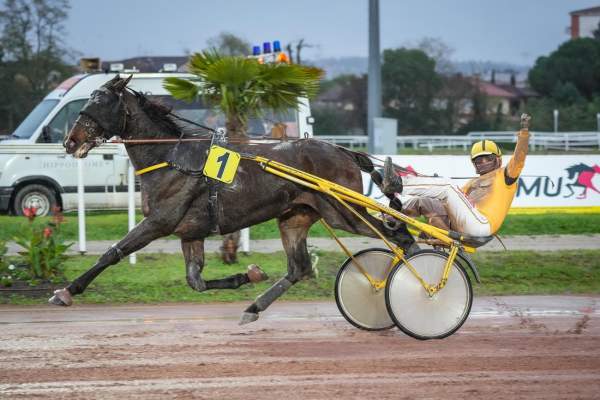 Photo de KROCANTO BELLO cheval de TROT ATTELE