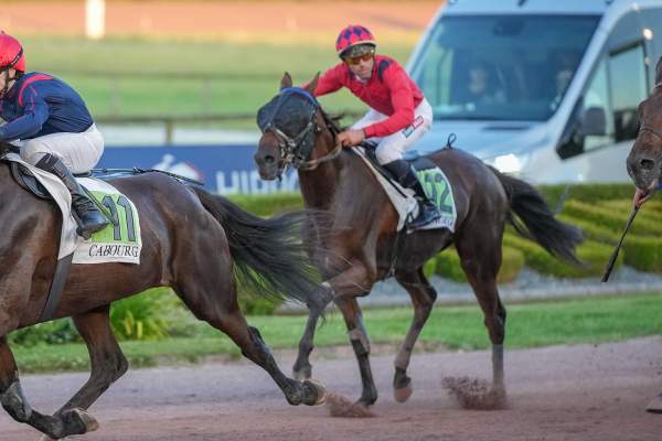 Photo de KONQUERANT cheval de TROT MONTE