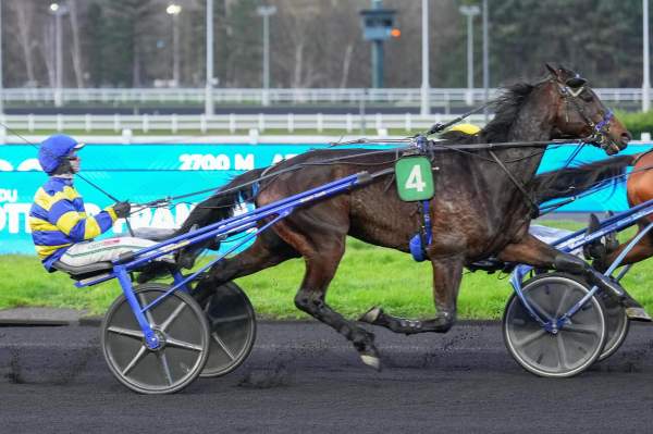 Photo de LEGACY JIEL cheval de TROT ATTELE