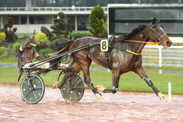 Photo de KARNAC D'ALCI cheval de TROT ATTELE