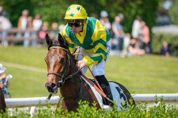 Photo de PIPPEN cheval de PLAT