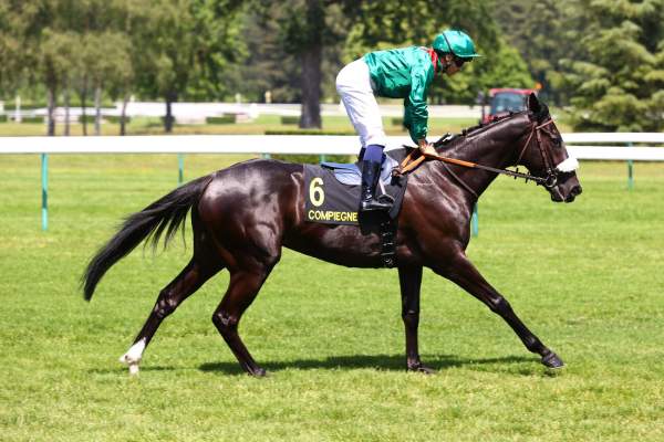 Photo de GAREYA cheval de PLAT