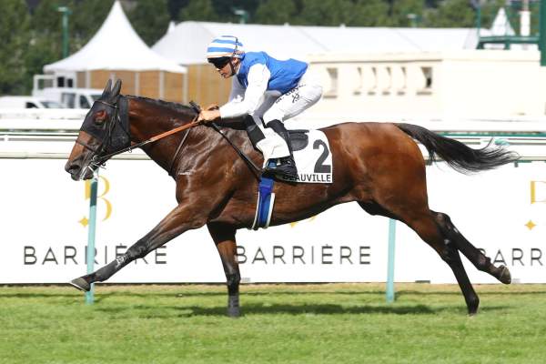 Photo de AMINACO cheval de PLAT