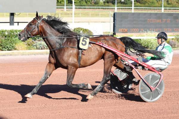 Photo de KOMEO DU DOME cheval de TROT ATTELE