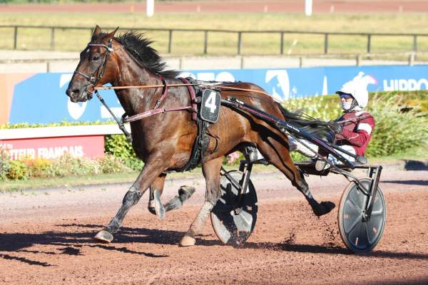 Photo de LORD OF THE RINGS cheval de TROT ATTELE