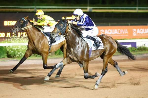 Photo de NASH DE VANDEL cheval de TROT MONTE