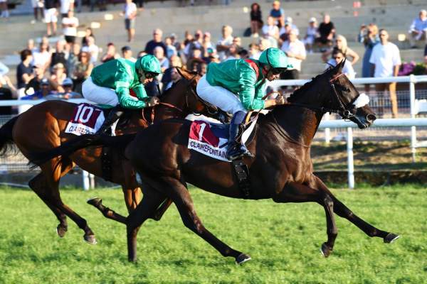Photo de DARZAKIR cheval de PLAT