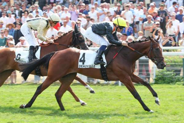 Photo de LE BON TEMPS ROULE cheval de PLAT