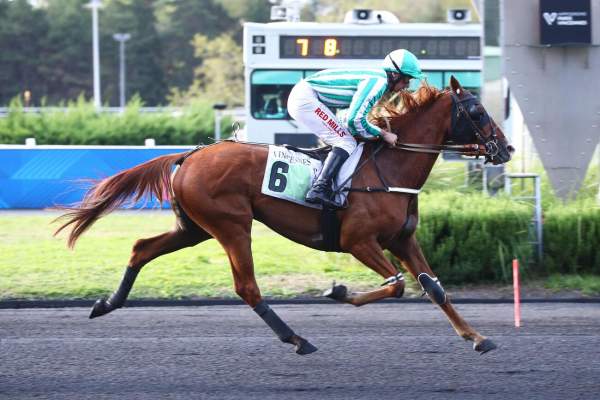 Photo de MILLESIME CELESTE cheval de TROT MONTE