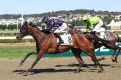La photo de Good Memory Arrivée pmu Prix de Campigny à Deauville