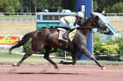 La photo de Indigo Du Perche Arrivée pmu Prix de la Porte de Plaisance à Enghien