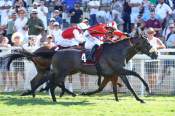 La photo de Master Man Arrivée pmu Arqana's Series Critérium d’Été à Deauville