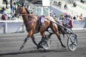 La photo de Magic Night Arrivée pmu Prix Guy Le Gonidec à Vincennes