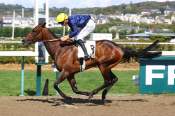 La photo de The Pistol Star Arrivée pmu Prix du Château de Bosmelet à Deauville