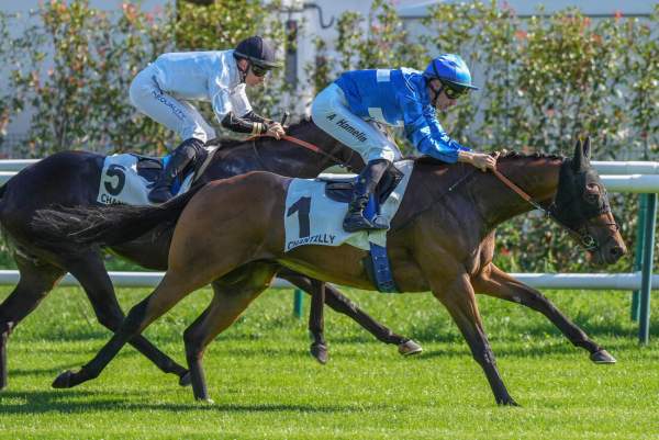 Photo de BOURGOIN cheval de PLAT