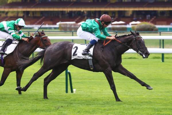 Photo de DRAZINDA cheval de PLAT