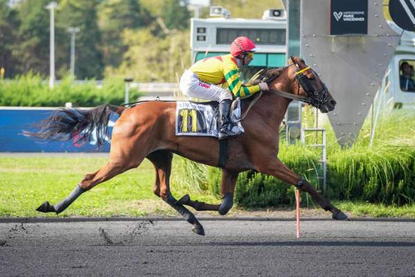 Photo de IMPALA DE VAL cheval de TROT MONTE
