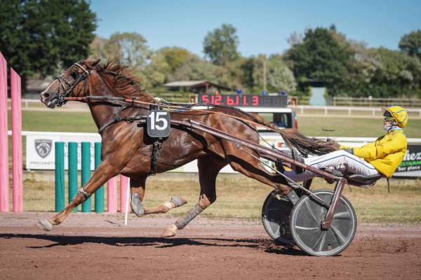 Photo de MAJOR SAUTONNE cheval de TROT ATTELE