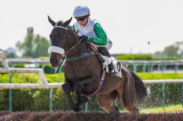 Photo de NIRI cheval de HAIES