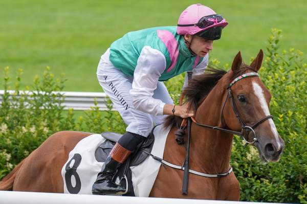 Photo de PHOENIX BAY cheval de PLAT